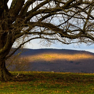 Berkshires Winter Mountain Landscape Photography: Oak Tree Silhouette (Digital Image)