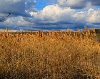 Farmland landscape printable art. Fall seasonal grasses art decor. Upstate NY art. Albany NY city scene in distance. Digital Image
