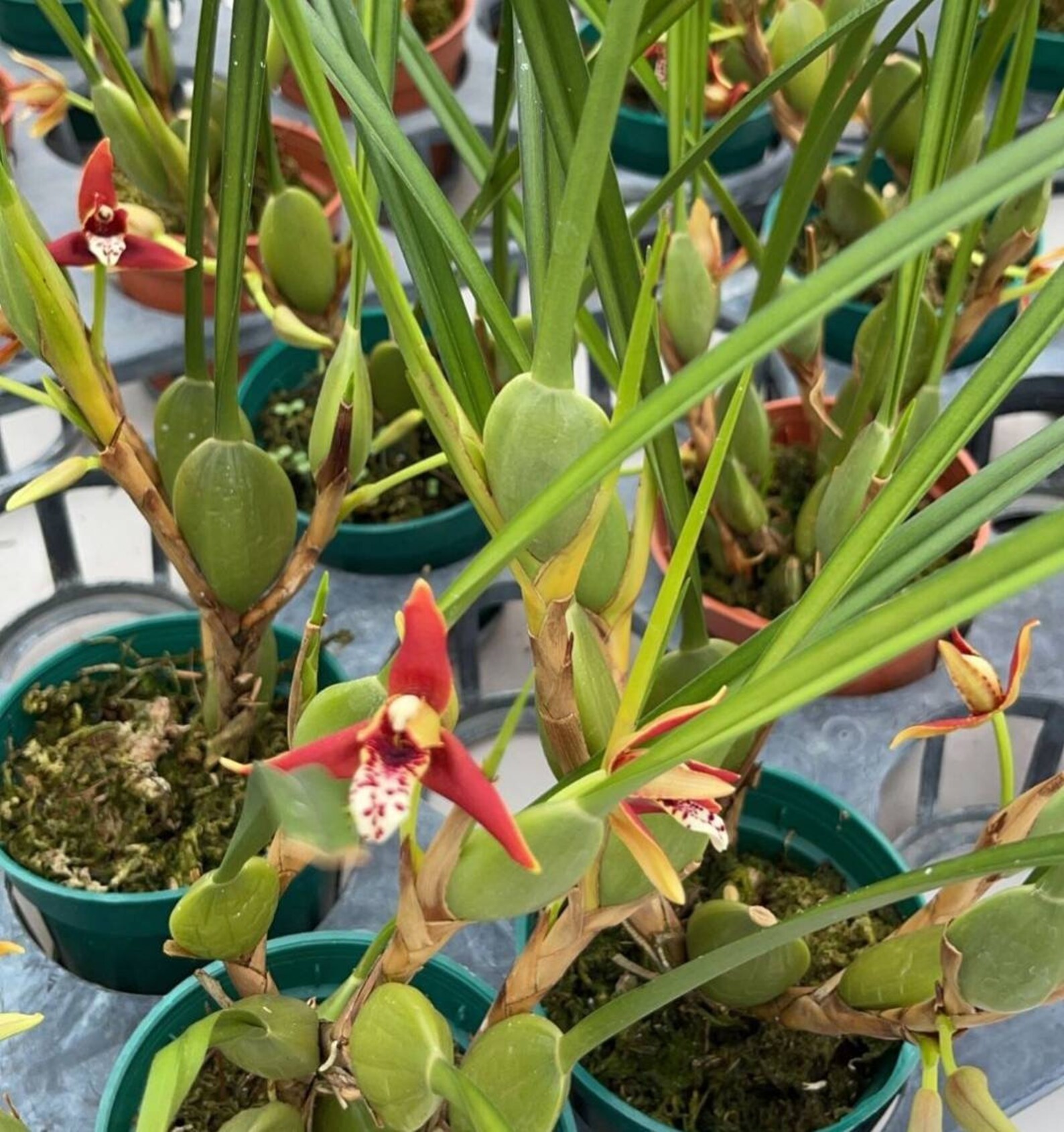 Coconut Orchid maxillaria Tenuifolia Orchid Plant Live | Etsy