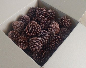 Bulk 3 inch pine cones (box of 75)