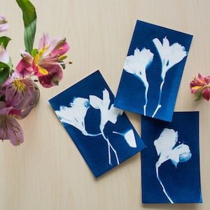 Lilies - Original Cyanotype Postcards