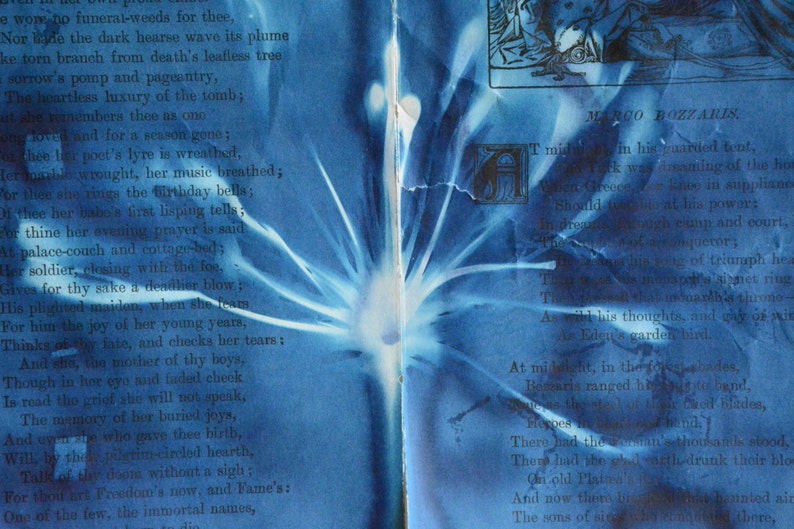 Original Cyanotype on Antique Book Pages Bozzaris Bloom