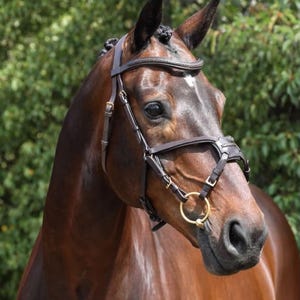 Anatomical Bridle | Special Function Bit Lifter | Italian LWG certified Leather | Handcrafted
