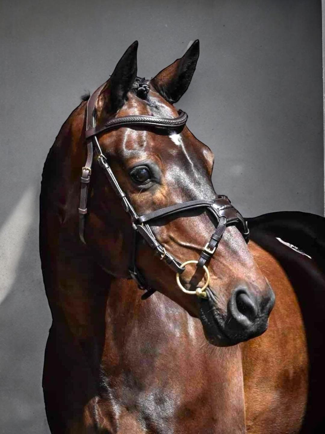 Anatomical Bridle - Verity Bit Lifter for Mouthy / Sensitive Horse ...