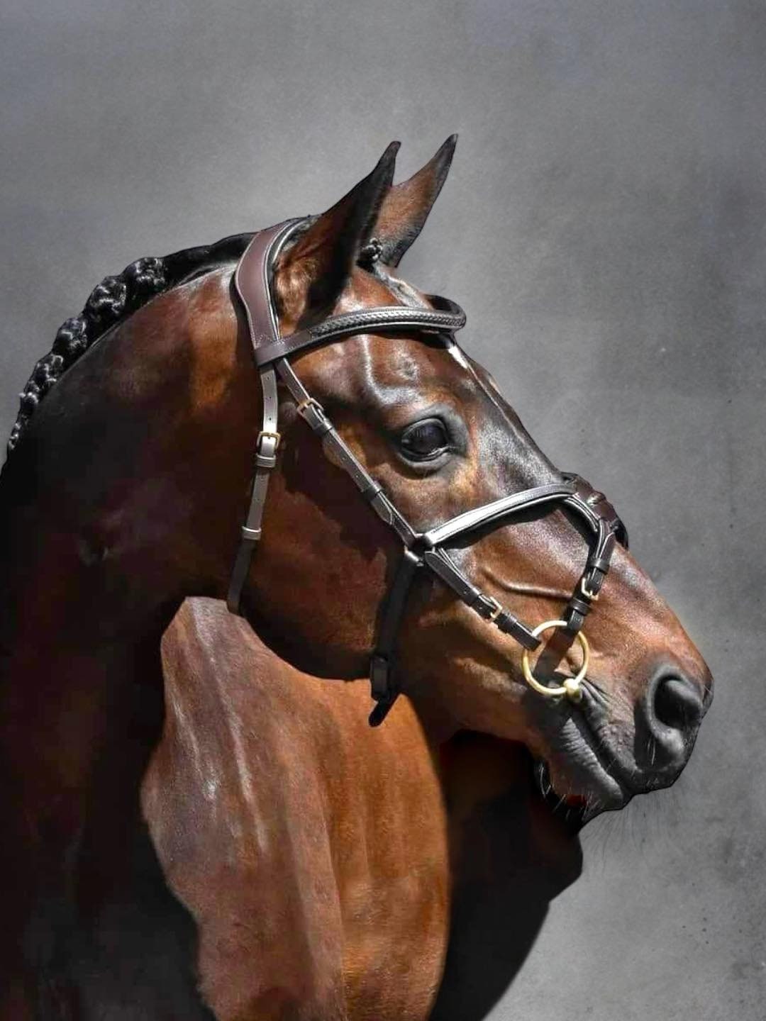 Anatomical Bridle - Verity Bit Lifter for Mouthy / Sensitive Horse ...