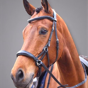 May include: A close-up of a brown horse's head wearing a black leather bridle. The bridle has a braided browband and a noseband. The horse has a dark eye and a slightly open mouth. The background is a solid gray.