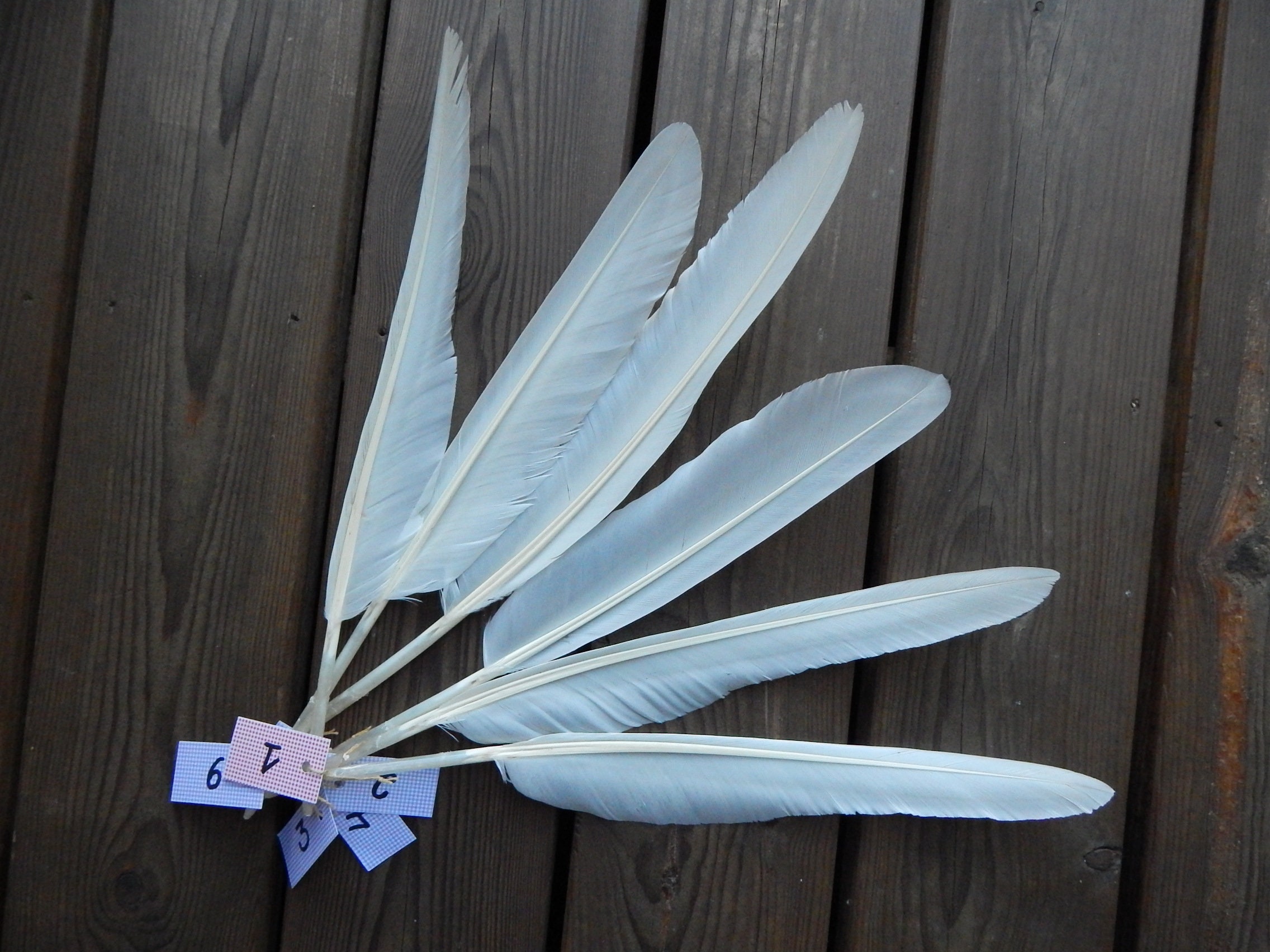 SWAN　　10／1 SWAN