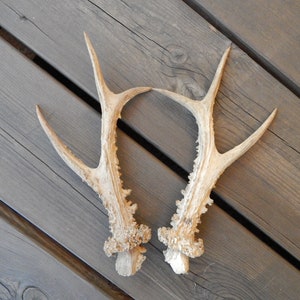 Set of 2 Natural Roe Deer Horns Antlers Amulet Unique Salvage Horns Collectible Found Woods Horn