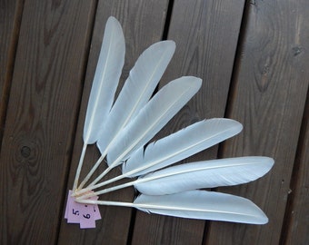 1 Natural Big White Mute Swan Wing Feather Beach Find 1 Piece Quill Large Naturally Molted Cruelty Free Magic Rituals Witchcraft Nature Gift