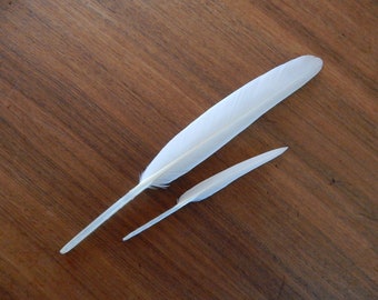 Set of 2 Natural Small White Mute Swan Feather Beach Find 2 Pieces for Art or Protection from Evil Eye Magic Rituals Witchcraft Nature Gift