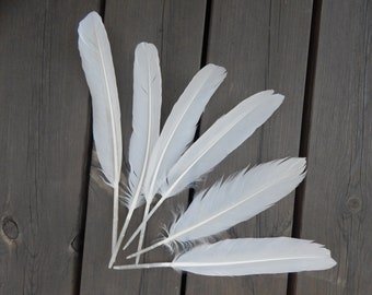 1 Natural Big White Mute Swan Feather Beach Find 1 Piece Quill Naturally Molted Cruelty Free Magic Rituals Witchcraft Nature Gift