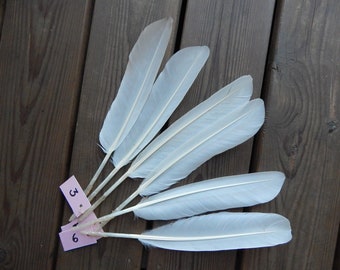 1 Natural Big White Mute Swan Wing Feather Beach Find 1 Piece Quill Large Naturally Molted Cruelty Free Magic Rituals Witchcraft Nature Gift