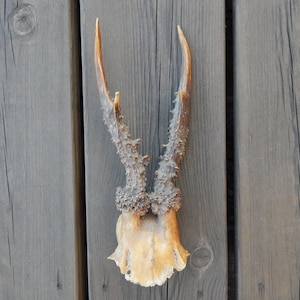 Natural Roe Deer Horns Antlers Amulet Unique Salvage Horns Collectible Found Woods Horn