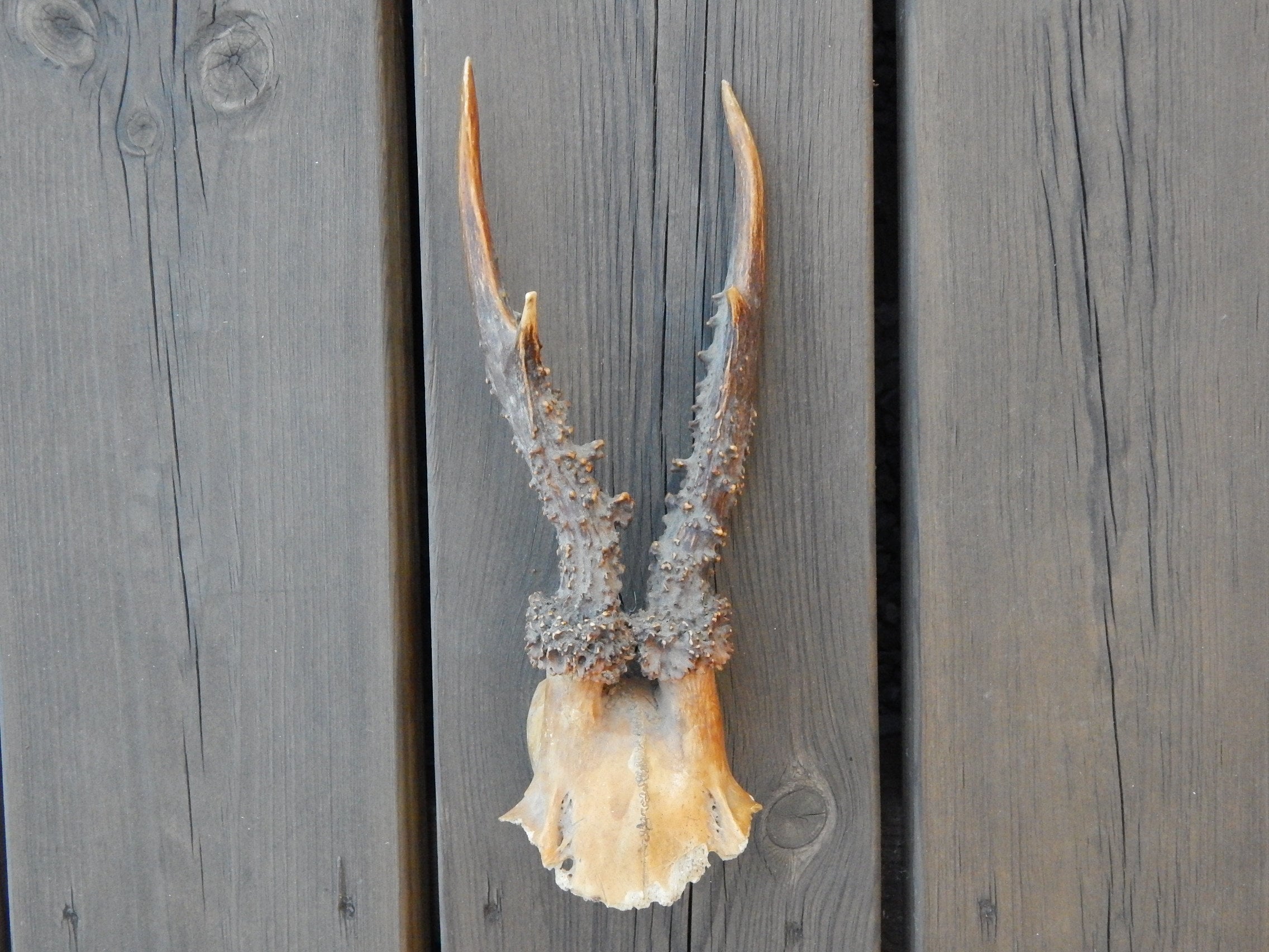 Natural Roe Deer Horns Antlers Amulet Unique Salvage Horns Collectible Found Woods Horn