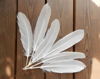 1 Natural Big White Mute Swan Feather Beach Find 1 Piece Quill Naturally Molted Cruelty Free Magic Rituals Witchcraft Nature Gift
