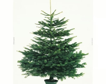 IKEA 2011 Lotta Feldt Giant Pine Holiday Tree Printed Fabric Panel 150cm x 190cm