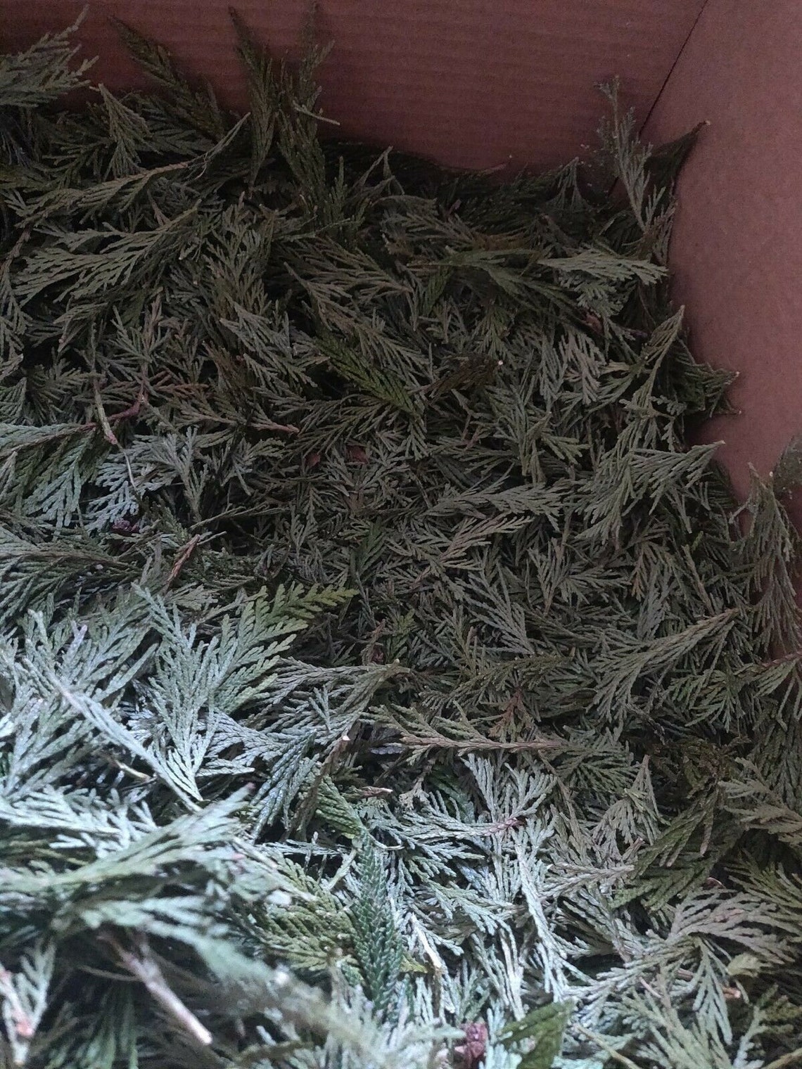 Bulk Cedar Leaves Smudge Incense Loose Wildcrafted Native Etsy