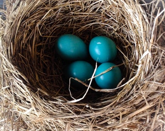 Robin Nest Photo, Bird Nest, Nursery Decor, Nature Photography, Cottage Decor, Robin Egg, Nest, 5x5