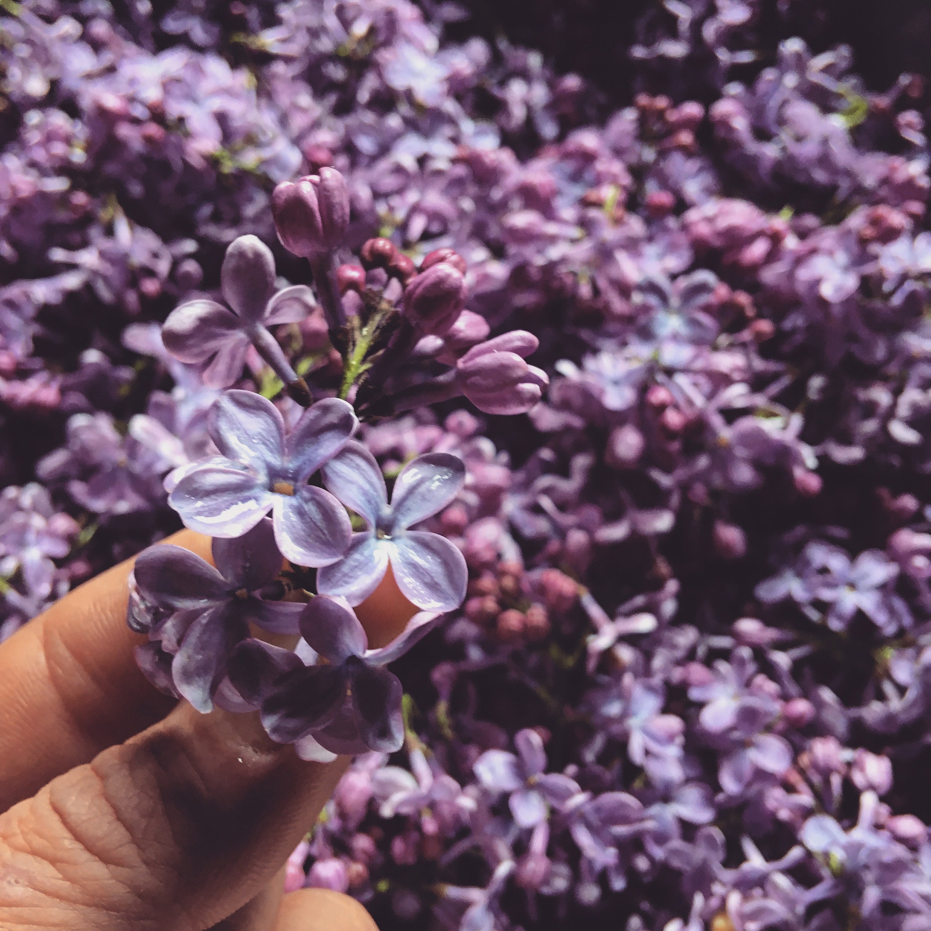 Lilac Simple Syrup- Cocktails/Soda/Tea-  Foodie Gifts and Gourmet Food