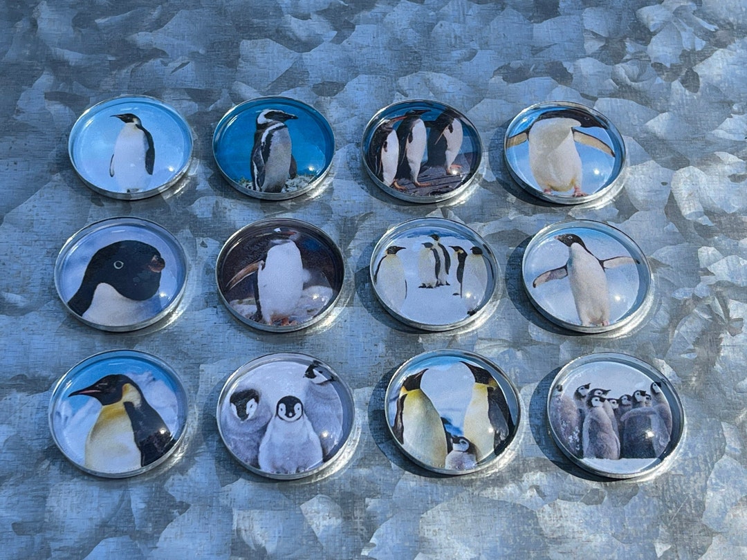 PENGUIN Set Penguins Antarctica Penguins Sea Birds
