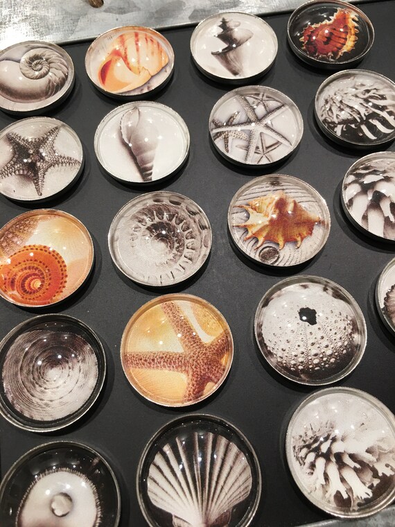 Sea Shell Refrigerator Magnets Shells Beach Beach House - Etsy