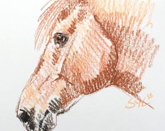 Sketch drawing of your animal