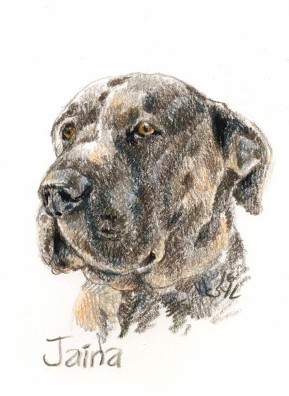 Petit Portrait De Chat Ou Chien A5 Small Dog Or Cat Portrait A5
