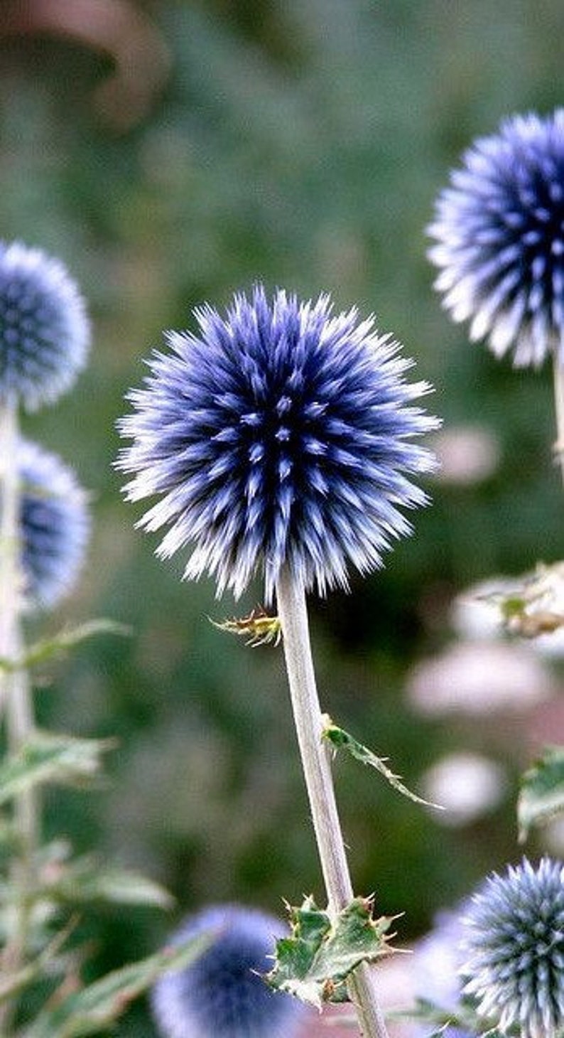 Blue Globe Thistle ECHINOPS Seeds Goth Garden Bee Attractor Etsy