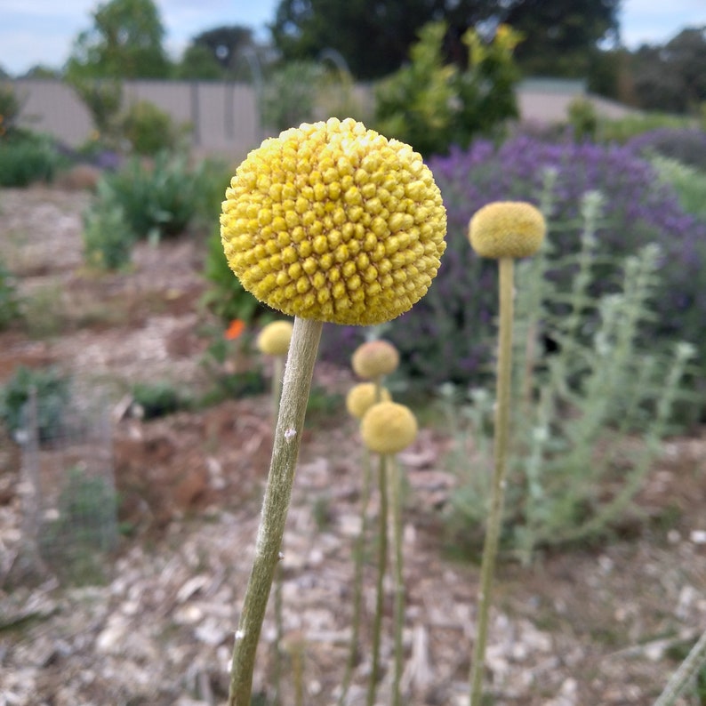 Billy Buttons / Yellow Drumstick Flower Pycnosorus Globosus Etsy