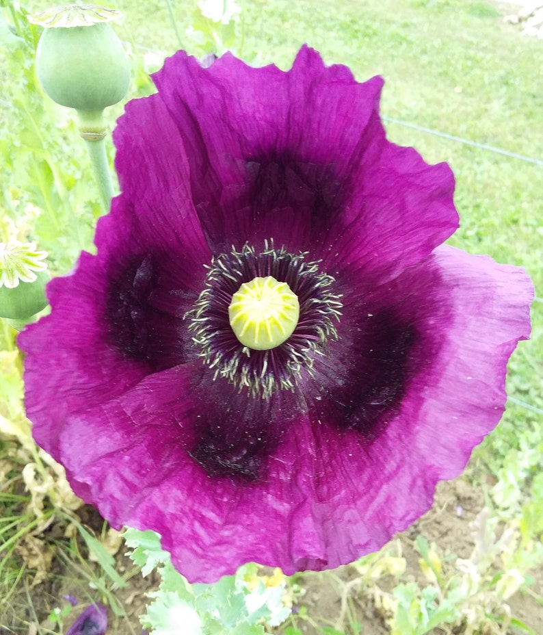Hungarian Purple Breadseed Poppy Papaver Somniferum Heirloom Etsy
