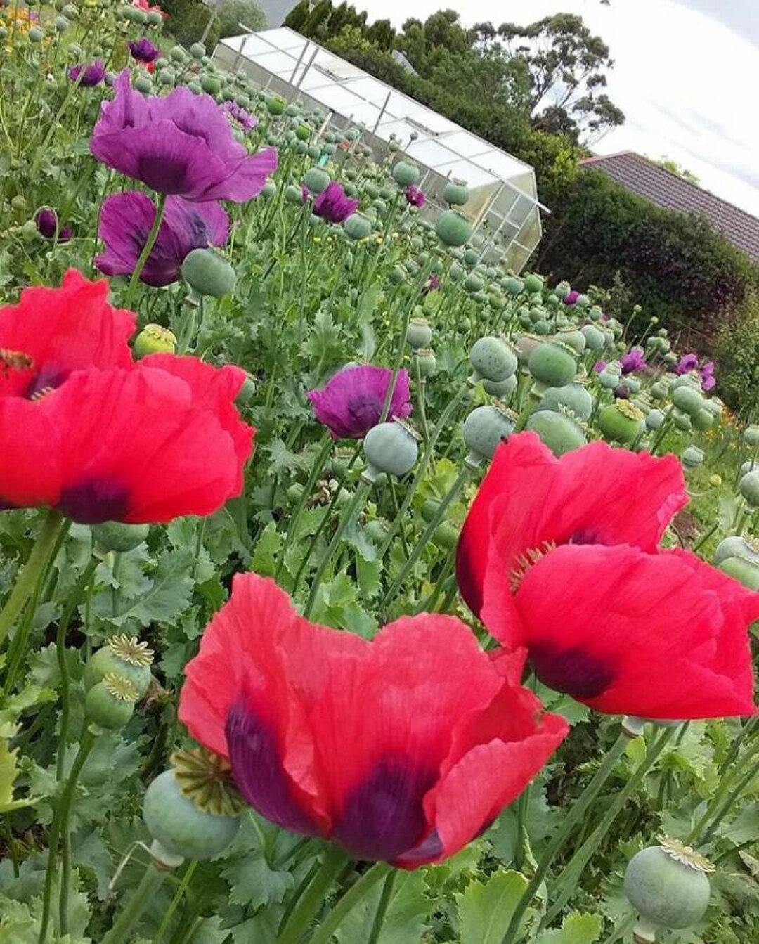 Poppy Flower Seeds Red Turkish and Purple Hungarian Tall Breadseed