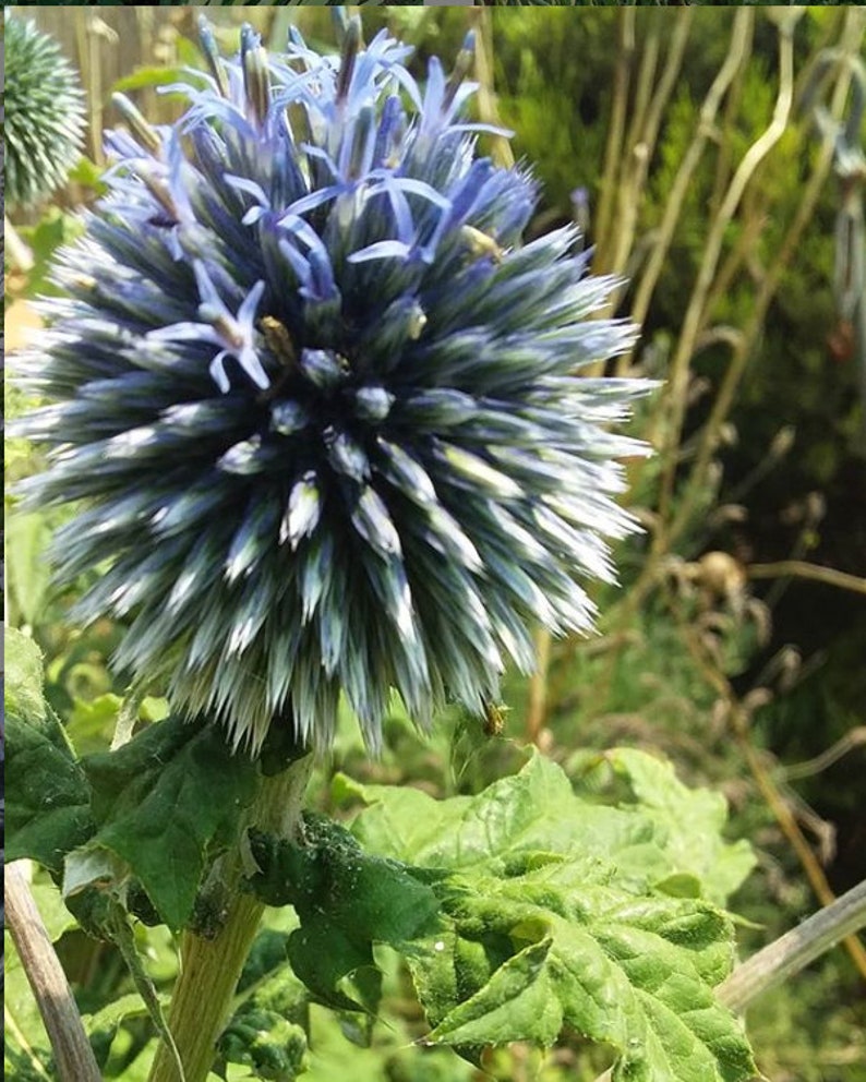 Blue Globe Thistle ECHINOPS Seeds Goth Garden Bee Attractor Etsy