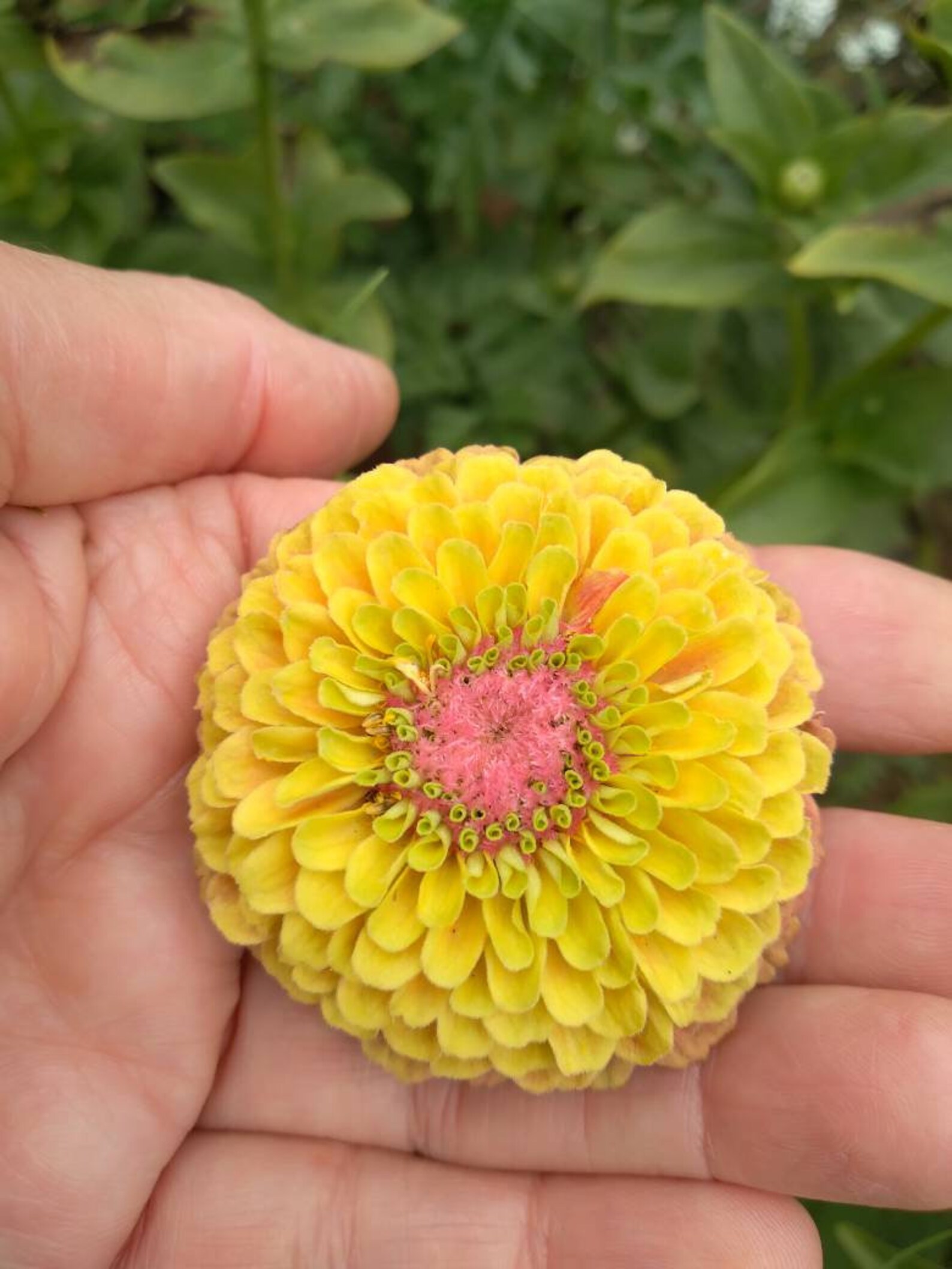 Zinnia Cosmos Dianthus seed mix for Butterflies Bees & Etsy