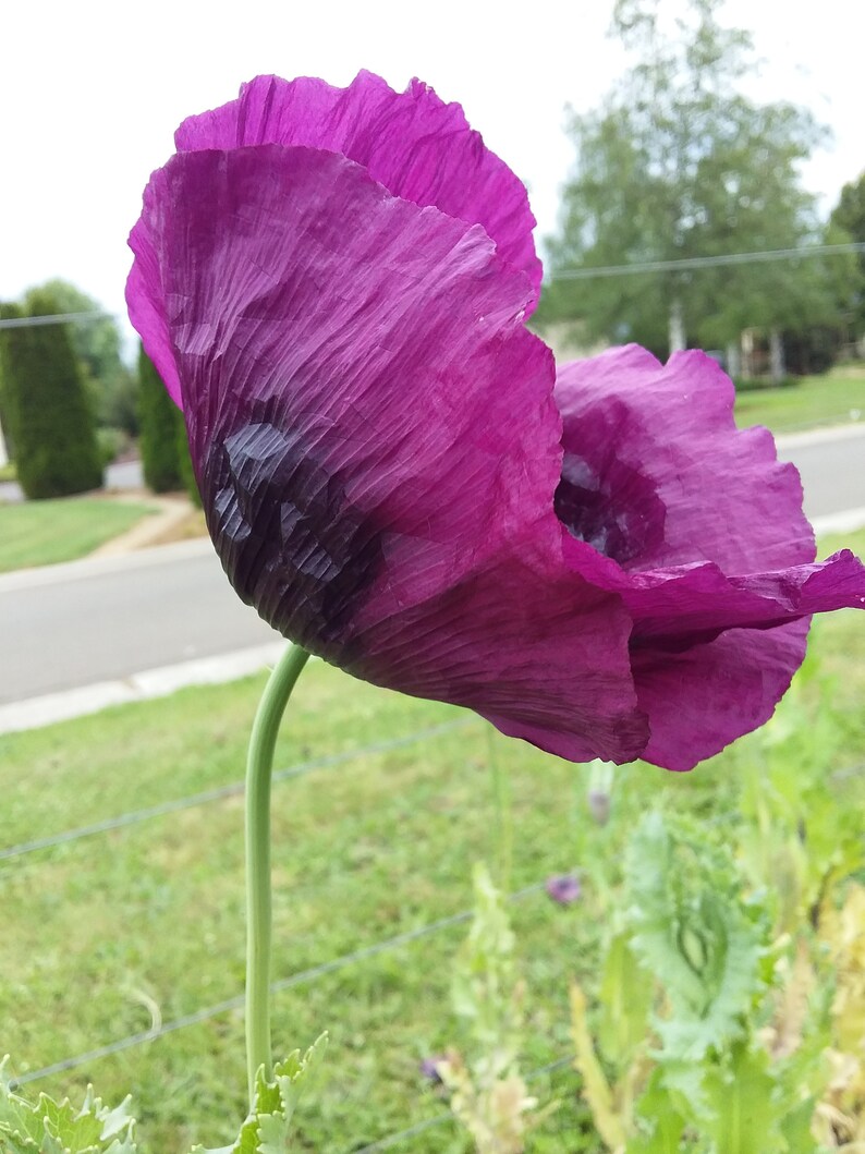 Hungarian Purple Breadseed Poppy Papaver Somniferum Heirloom Etsy