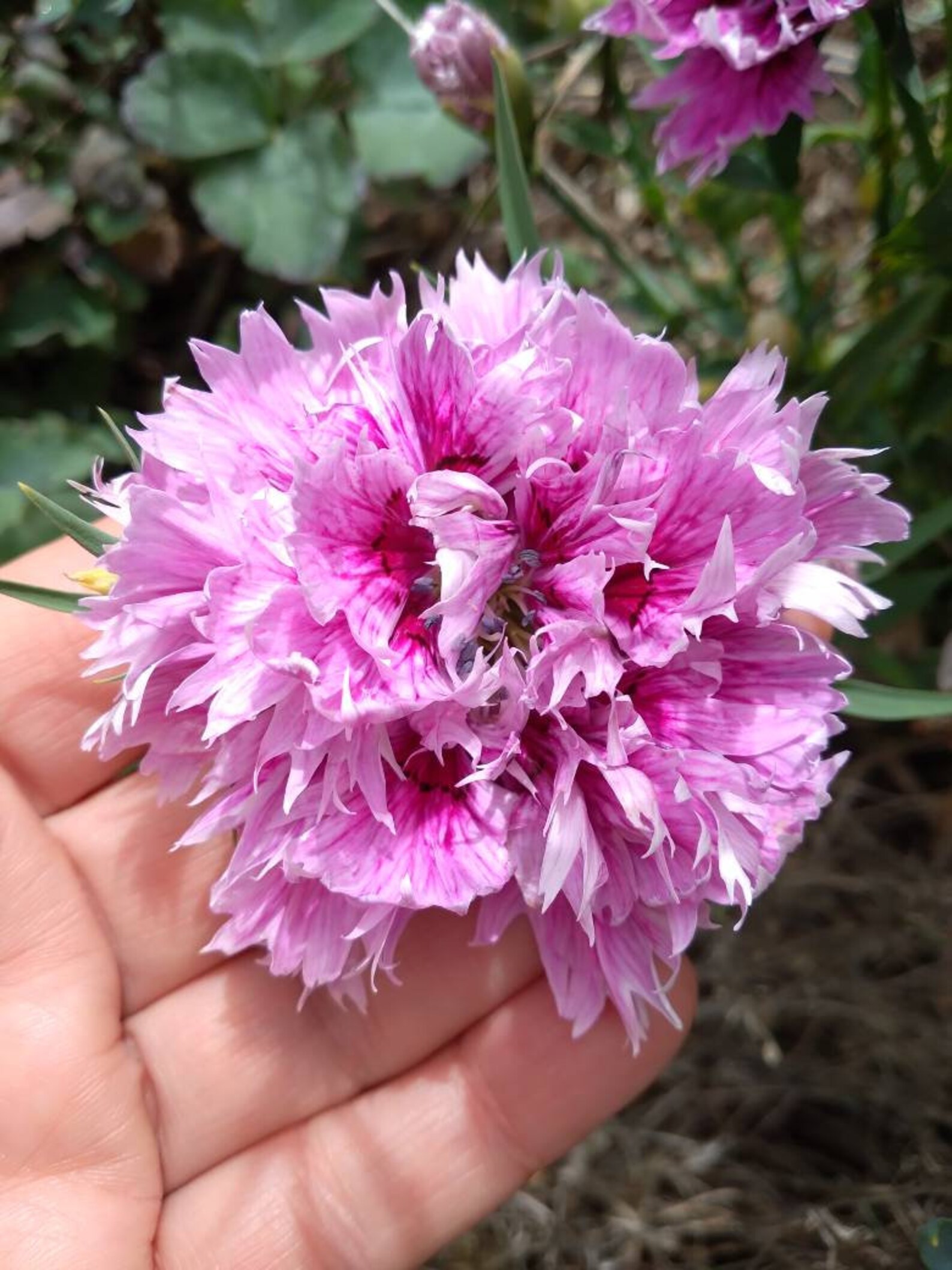 Zinnia Cosmos Dianthus seed mix for Butterflies Bees & Etsy