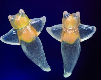 New 15mm Sea Angel, Clione Limacina, Glow in the Dark Nudibranch