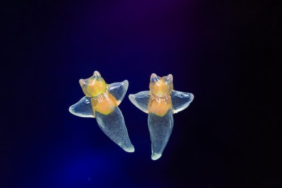 New 15mm Sea Angel, Clione Limacina, Glow in the Dark Nudibranch