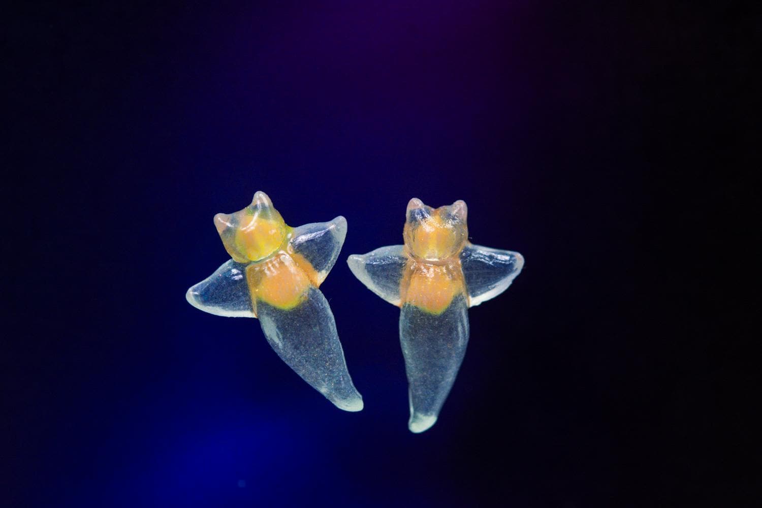 小物・アクセサリー SEA-ANGELS17 New 15mm Sea Angel, Clione Limacina, Glow in the Dark Nudibranch