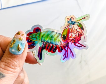 Weather resistant, holographic peacock mantis shrimp sticker