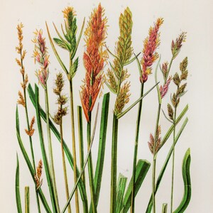 Cereals 250 Wild Flowers, Carex Grass Anne Pratt Antique Botanical Print Grasses