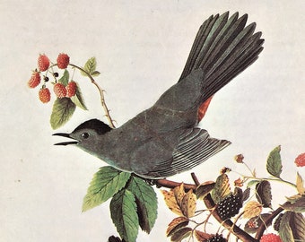 CATBIRD, 1966 Large Vintage Audubon Bird Print, Colour Lithograph 285