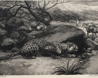 LEOPARD c.1898 Antique Print, Fine Black & White Engraving