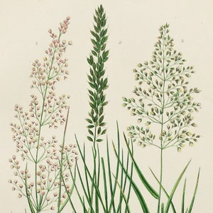 Cereals 250 Wild Flowers, Carex Grass Anne Pratt Antique Botanical Print Grasses
