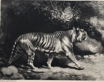 TIGER c.1898 Antique Print, Fine Black & White Engraving