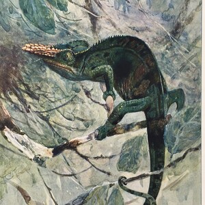Chameleon Antique Print, Animal, Reptile Print, Beautiful 1916 Colour Print, Lithograph