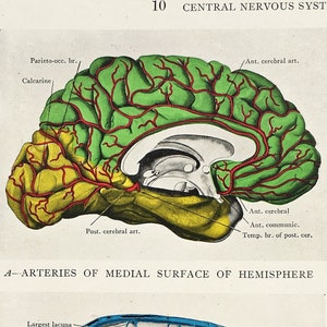 BRAIN ANATOMY 1930s Vintage Print, Central Nervous System, Colour ...