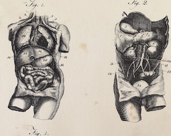 INNERE ORGANE, Magen, Darm, Lunge etc Menschliche Anatomie Print, 1800er Jahre (?) Antike schwarz-weiße Gravur