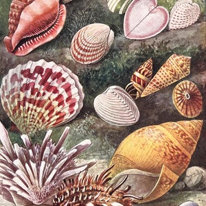 May include: A vintage print showcasing a variety of seashells in different shapes and colours. The shells are depicted in shades of pink, red, white, and brown. The text at the bottom reads "SOME BEAUTIFUL SHELLS."