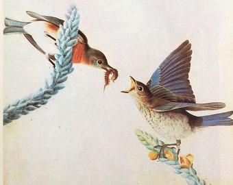 EASTERN BLUEBIRD, 1966 Large Vintage Audubon Bird Print, Colour Lithograph 342