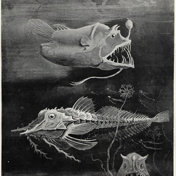 DEEP SEA FISH, Antique Natural History Print. 1920 Black & White Lithograph, Wall Hanging, Home Decor